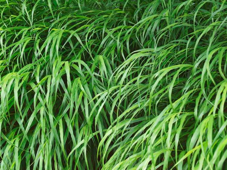 Lire la suite à propos de l’article Entretien des contenants d'herbe forestière : Comment faire pousser de l'herbe forestière dans un pot