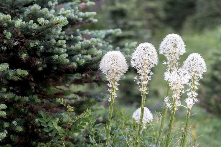 You are currently viewing Entretien commun du Beargrass : Apprenez à cultiver du Beargrass dans le jardin