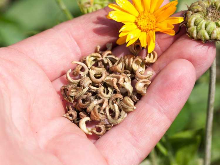 You are currently viewing Propagation du calendula : cultiver des graines de calendula dans le jardin