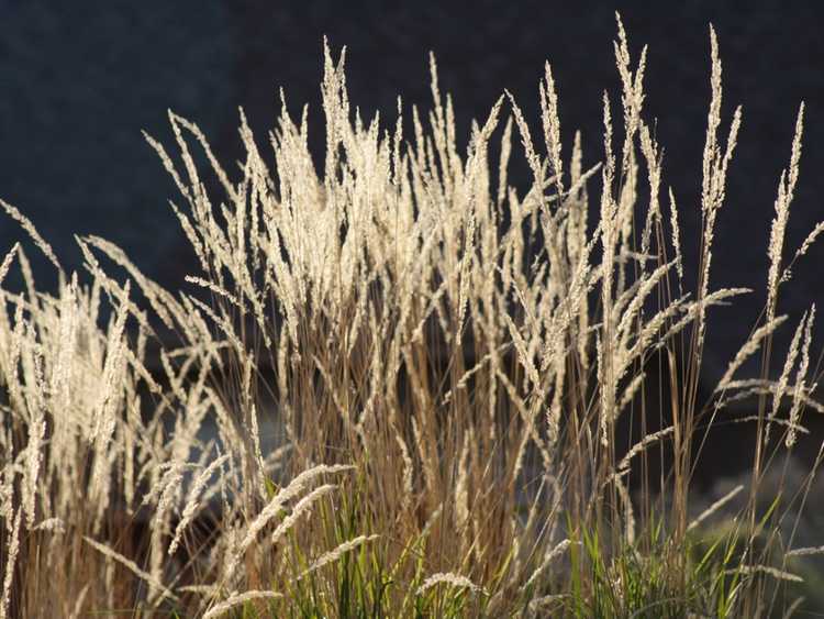 You are currently viewing Qu'est-ce que l'herbe bleue Grama : informations sur les soins de l'herbe bleue Grama