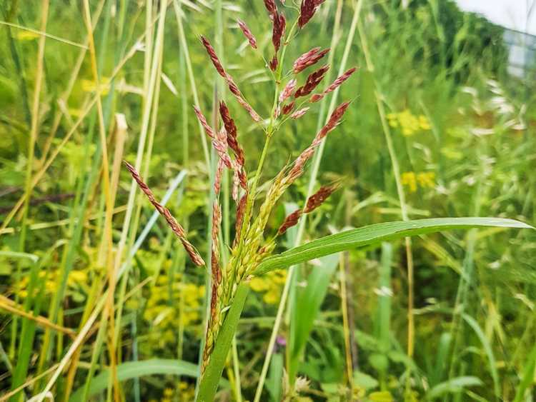 You are currently viewing Contrôler Johnson Grass – Comment tuer Johnson Grass