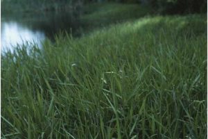 Lire la suite à propos de l’article Qu'est-ce que l'herbe Maidencane – En savoir plus sur le contrôle de Maidencane dans les jardins