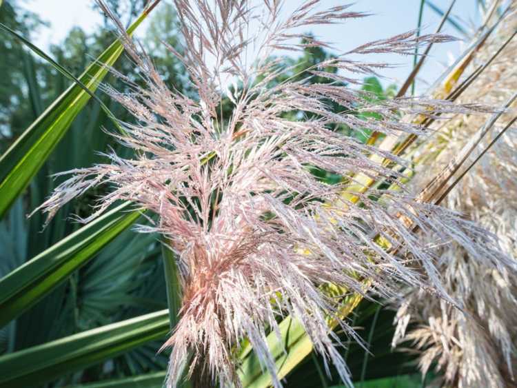 You are currently viewing Qu'est-ce que le Melic de Sibérie – Conseils pour cultiver de l'herbe Melic de Sibérie