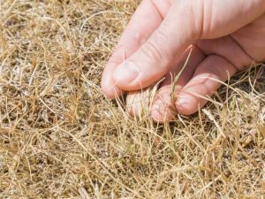 Lire la suite à propos de l’article Entretien de la pelouse par temps chaud – Gérer votre pelouse en cas de chaleur extrême
