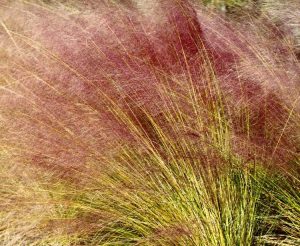 Lire la suite à propos de l’article Conseils de germination de l'herbe Muhly : Comment faire pousser de l'herbe Muhly à partir de graines