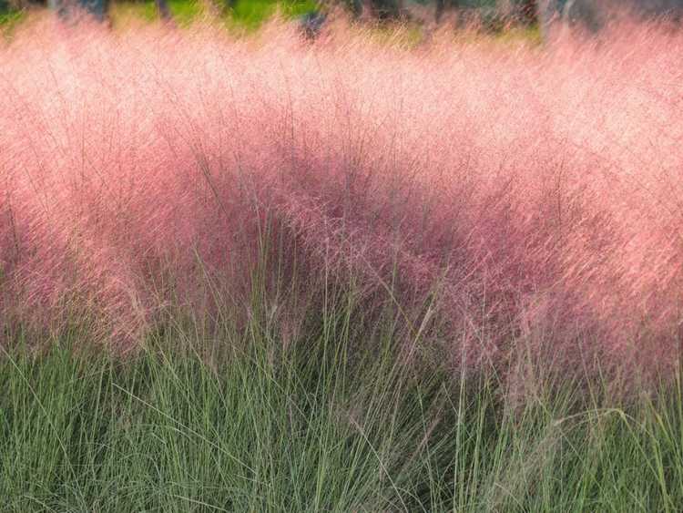 You are currently viewing Qu'est-ce que Muhly Grass : Conseils pour cultiver du Muhly Grass