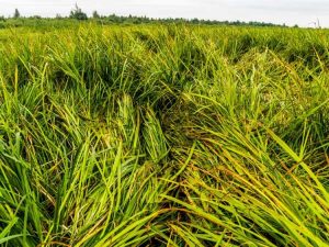 Lire la suite à propos de l’article Herbe ornementale pour le sable – Quelle herbe pousse sur le sable