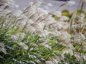 Lire la suite à propos de l’article Graminées ornementales de jeune fille: comment faire pousser de l'herbe de jeune fille