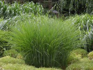 Lire la suite à propos de l’article Herbe ornementale en plein soleil – Herbe ornementale pour les jardins ensoleillés