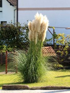 Lire la suite à propos de l’article Prévenir le chute de l'herbe : causes de la chute des graminées ornementales