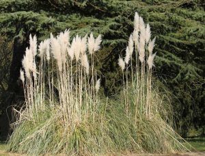 Lire la suite à propos de l’article Graminées ornementales tolérantes à la sécheresse : existe-t-il une graminée ornementale qui résiste à la sécheresse