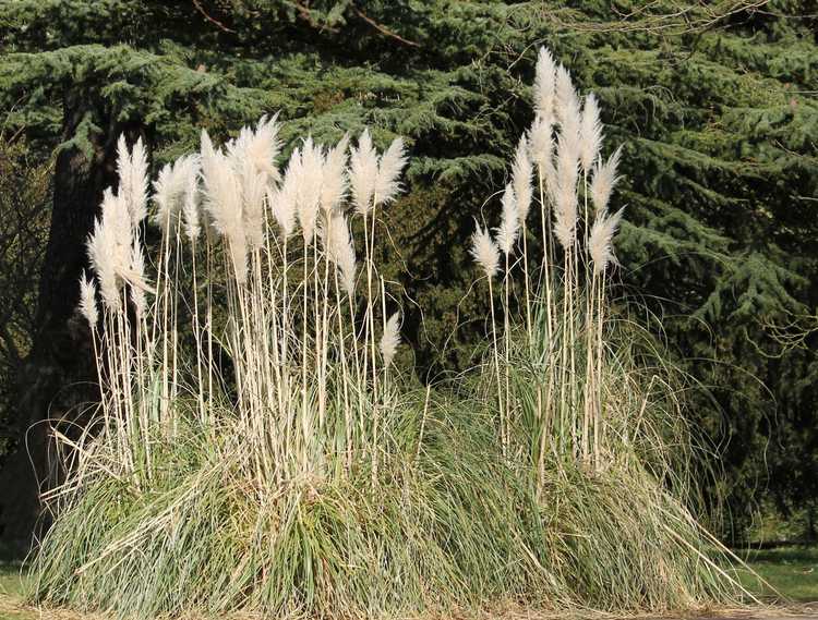 You are currently viewing Graminées ornementales tolérantes à la sécheresse : existe-t-il une graminée ornementale qui résiste à la sécheresse