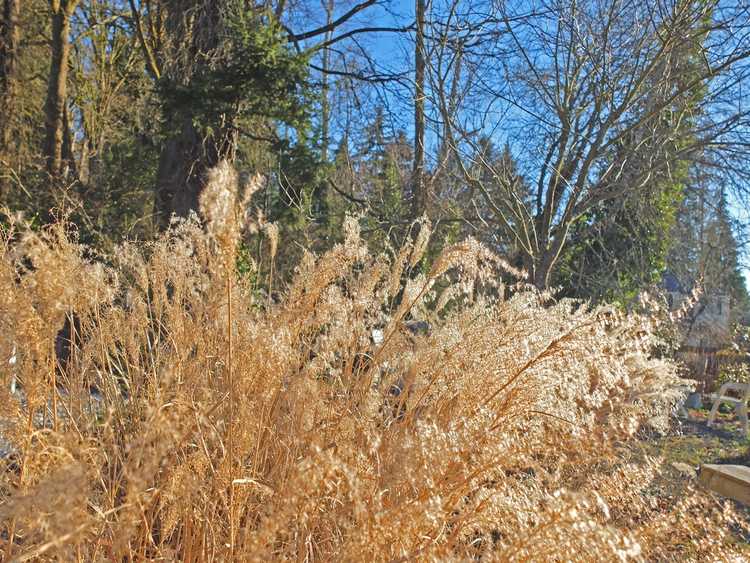 Lire la suite à propos de l’article Herbe ornementale en train de mourir : pourquoi l'herbe ornementale jaunit et meurt