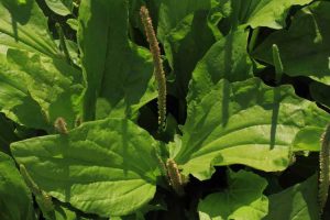 Lire la suite à propos de l’article Quels sont les avantages des herbes plantain : découvrez la culture du plantain