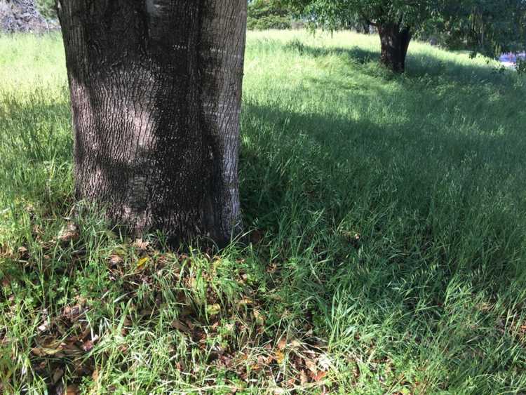 Lire la suite à propos de l’article Conseils pour faire pousser de l’herbe sous un arbre