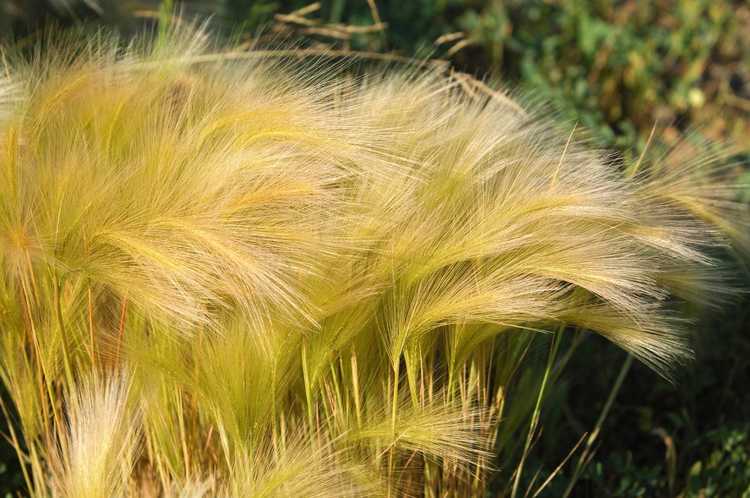 You are currently viewing Qu'est-ce que l'herbe Stipa : découvrez les soins de l'herbe à plumes mexicaine