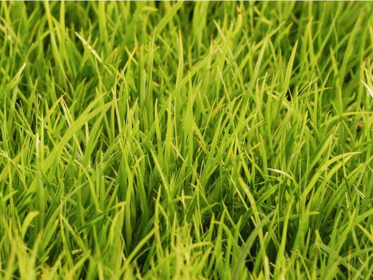 You are currently viewing Prendre soin de l'herbe Lomandra – Quelles sont les conditions de croissance de la Lomandra
