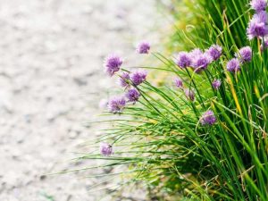 Lire la suite à propos de l’article Utiliser des herbes comme bordure : comment faire pousser une bordure d'herbes