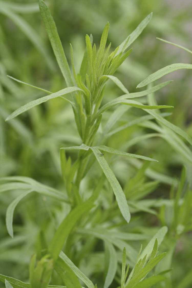 You are currently viewing Cultiver de l'estragon dans le jardin d'herbes aromatiques