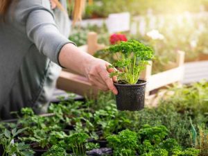 Lire la suite à propos de l’article Cultiver des herbes dans les serres : comment faire pousser des herbes en serre