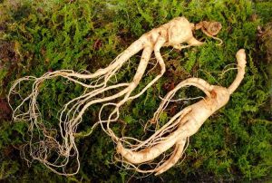 Lire la suite à propos de l’article Pouvez-vous cueillir du ginseng sauvage – la recherche de ginseng est-elle légale