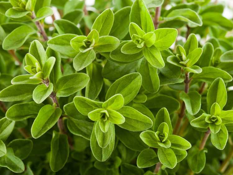 You are currently viewing Entretien des plantes de marjolaine : conseils pour cultiver des herbes de marjolaine