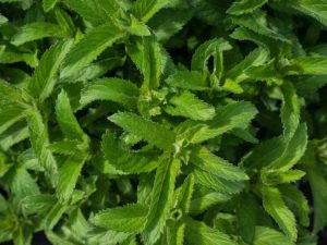 Lire la suite à propos de l’article Entretien de la menthe orange : conseils sur la culture des herbes de menthe orange