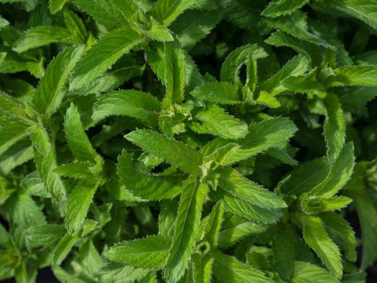 You are currently viewing Entretien de la menthe orange : conseils sur la culture des herbes de menthe orange