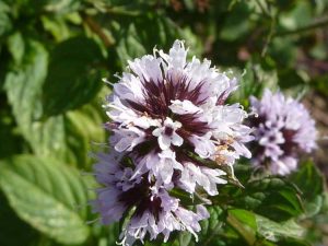 Lire la suite à propos de l’article Info menthe pamplemousse : soin des herbes menthe pamplemousse