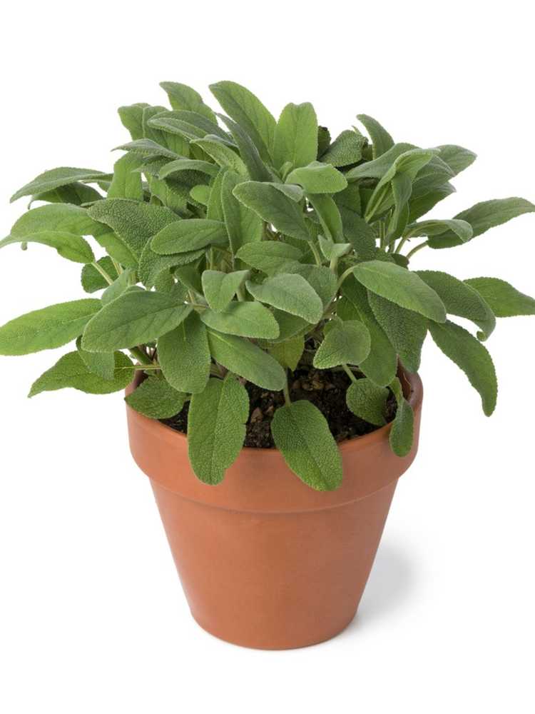 You are currently viewing Entretien des herbes de sauge en pot – Comment faire pousser des plantes de sauge à l'intérieur