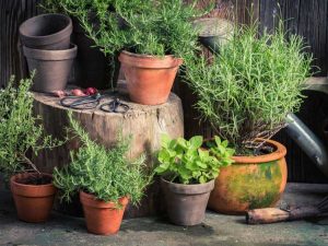 Lire la suite à propos de l’article Jardiner avec des herbes – Trucs et astuces pour le jardin d’herbes aromatiques