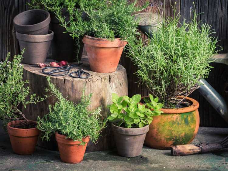 You are currently viewing Jardiner avec des herbes – Trucs et astuces pour le jardin d’herbes aromatiques