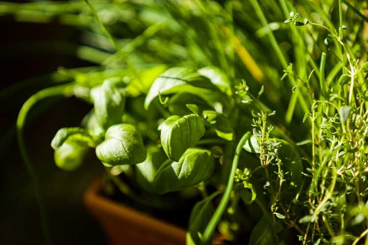 You are currently viewing Gérer les herbes indisciplinées – Que faire des herbes envahies à l’intérieur