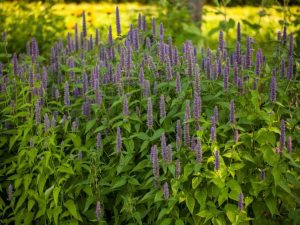 Lire la suite à propos de l’article Aménagement paysager avec des plantes médicinales – Cultiver des herbes médicinales dans le paysage