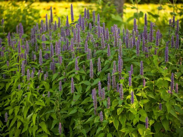 You are currently viewing Aménagement paysager avec des plantes médicinales – Cultiver des herbes médicinales dans le paysage