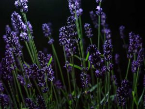 Lire la suite à propos de l’article Herbes nocturnes : cultiver des herbes pour les jardins de nuit