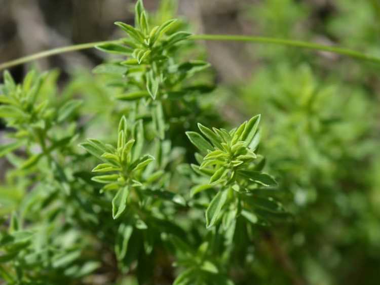 You are currently viewing Entretien de la sarriette d'hiver : apprenez à cultiver des herbes de sarriette d'hiver