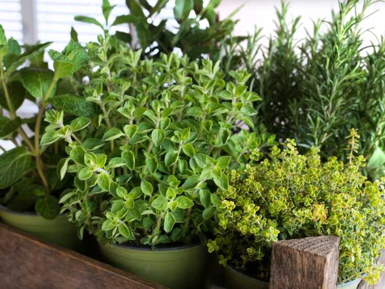 Lire la suite à propos de l’article Jardin d'herbes shakespeariennes – Cultiver des herbes de Shakespeare