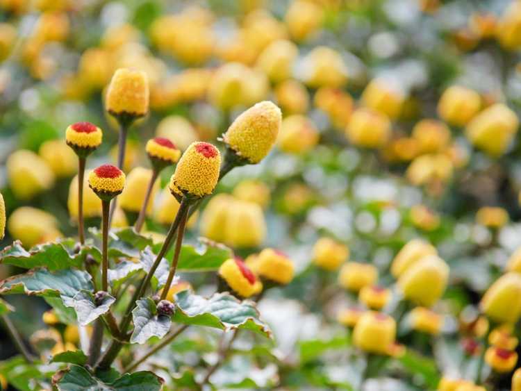 You are currently viewing Spilanthes Herb Care: Comment faire pousser une plante Spilanthes contre les maux de dents