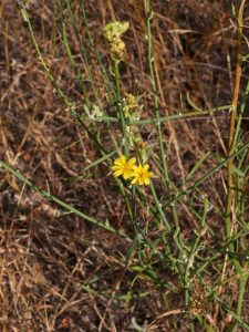 Lire la suite à propos de l’article Gestion du Skeletonweed : Conseils pour tuer le Skeletonweed dans les jardins