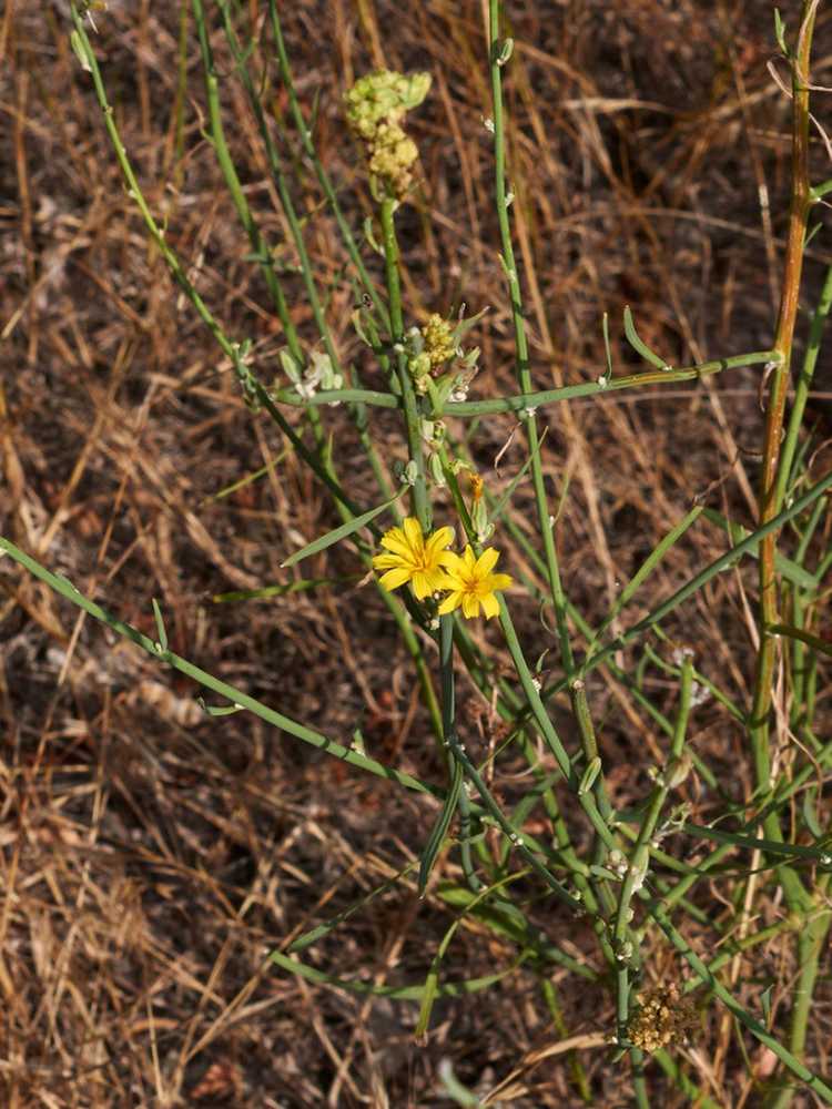 Lire la suite à propos de l’article Gestion du Skeletonweed : Conseils pour tuer le Skeletonweed dans les jardins