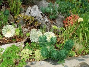 Lire la suite à propos de l’article Intégrer des légumes et des herbes dans le jardin Xeriscape