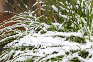 Lire la suite à propos de l’article Herbes résistantes au froid – Cultiver des herbes qui survivent à l’hiver