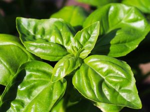 Lire la suite à propos de l’article Meilleures herbes en plein soleil – Quelles herbes ont besoin du plein soleil