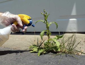 Lire la suite à propos de l’article Qu'est-ce qu'un herbicide biologique : utiliser des herbicides biologiques pour les mauvaises herbes dans les pelouses et les jardins
