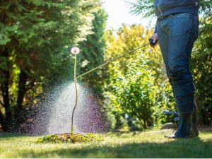 Lire la suite à propos de l’article Utiliser des herbicides dans les jardins – Quand et comment utiliser des herbicides