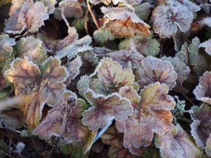 Lire la suite à propos de l’article Hivernage des plantes Heuchera – En savoir plus sur les soins hivernaux des Heuchera