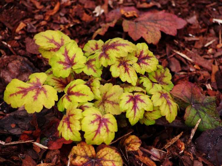 You are currently viewing Informations sur la plante Heucherella : Comment faire pousser une plante Heucherella