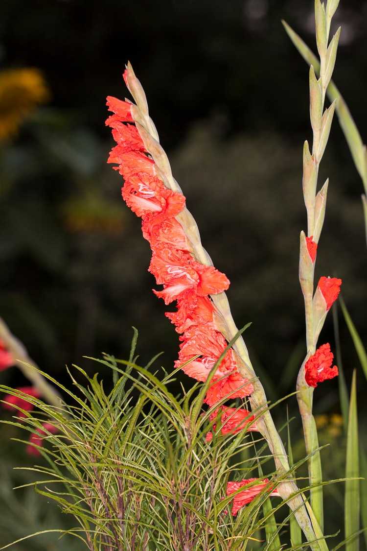 You are currently viewing Votre glaïeul tombe-t-il – Comment planter des glaïeuls dans le jardin