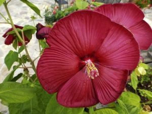 Lire la suite à propos de l’article Taille de l'hibiscus vivace – Un guide pour la taille de l'hibiscus rustique